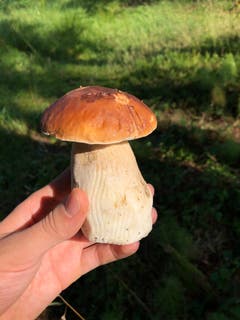 Ein Steinpilz, gefunden auf dem Gäbris. (Bild: Nicolas Ackermann)
