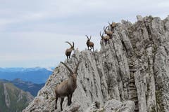 Eine Gruppe von acht Steinböcken auf dem Lisengrat zwischen Säntis und Rotsteinpass. (Bild: Adrian Neff)