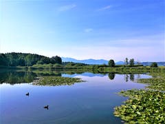 Herrliches Spätsommerwetter am Steinibühlweiher. Auch die beiden Enten geniessen das wunderbare Wetter. (Bild: Urs Gutfleisch, Sempach, 27. August 2019)