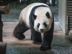 Vater des erwarteten Pandanachwuchses Im Berliner Zoo ist Jiao Qing. (Bild: KEYSTONE/EPA/OMER MESSINGER)