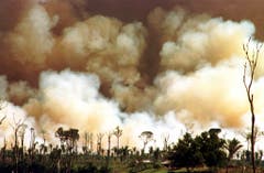 Über 72'000 Waldbrände gab es dieses Jahr bereits. (Bild: Keystone/Twitter/Ibama)