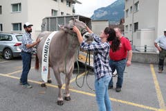 Die Kuh «Bombay» von Marcel Mathis. (Bild: Roger Zbinden, Oberdorf, 27. August 2019)