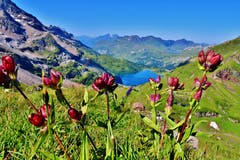 Der Purpur Enzian lieferte ein gutes Motiv für Landschaftsaufnahme Jochpass/ Engstlensee. (Bild: Hans Burch, Giswilerstock, 11. August 2019)