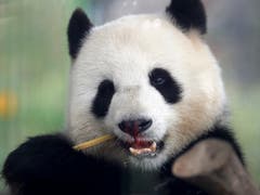 Die Pandadame Meng Meng im Berliner Zoo ist trächtig. (Bild: KEYSTONE/AP/MICHAEL SOHN)