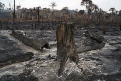 Von der blühenden Vegetation ist vielerorts nicht mehr viel übrig. (Bild: Leo Correa)