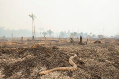Eine Schlange flüchtet vor dem Feuer. (Bild: Joedson Alves)