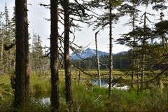 Unendliche Weiten: der Situk Lake Trail im Tongass National Forest (Bild: Keystone/Spiegel Online/Washington Post)