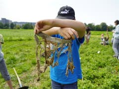 Ein Junge hält eine verrottete Unterhose in die Höhe auf einem Versuchsgelände der Forschungsanstalt Agroscope in Zürich. (Bild: Keystone/ADRIAN REUSSER)