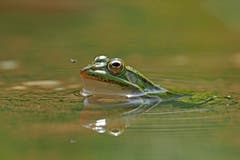Der Frosch hat eine Mücke im Visier. (Bild: Marianne Schmid, Ettiswil, 27. August 2019)