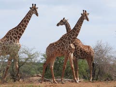 Neu wird der internationale Handel mit Giraffen, sowie ihrem Fleisch, Leder und Jagdtrophäen reguliert. (Bild: KEYSTONE/AP/KEVIN ANDERSON)