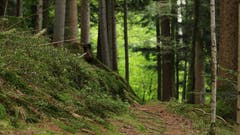 Gehen über den weichen Waldboden (Bild: Irene Wanner, Willisau, 28. August 2019)