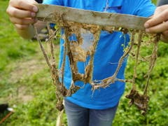 Im Juni 2019 vergruben Familien bei der Forschungsanstalt Agroscope Unterhosen im Boden. Nun kommen die Unterhosen wieder ans Tageslicht und machen die sonst unsichtbaren Abbauprozesse im Erdreich sichtbar. (Bild: Keystone/ADRIAN REUSSER)