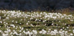 Silberwurz im Alpstein. (Bild: Hans Aeschlimann)