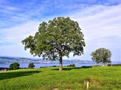 Wunderbare Morgenstimmung mit Blick auf den Sempachersee. (Bild: Urs Gutfleisch, Sempach, 28. August 2019)