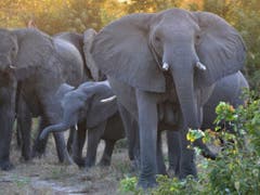 Die von Sambia, Botswana, Namibia und Simbabwe beantragte Aufweichung des seit fast 30 Jahren verbotenen Elfenbeinhandels wurde abgelehnt. (Bild: KEYSTONE/AP/KEVIN ANDRESON)