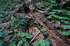 Die Gewächse im wilden Tal sind noch etwas grüner als andernorts. Viel Totholz liegt herum.