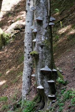 Pilze an einem Baum.