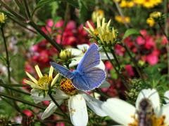 Farbenpracht im Garten. (Bild: Toni Sieber)
