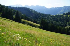 Eine lauschige Magerwiese breitet sich aus. Grillen zirpen und Hunderte Grashüpfer springen links und rechts weg. Unten im Tal im Wald wartet das Ofenloch.