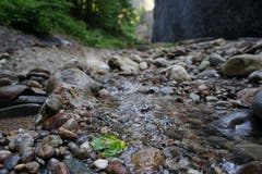 Mit einem Sprung ist der Bachlauf überquert.
