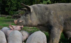 Mama liebt ihre Kleinen. (Bild: Ledi Herzog, 29. August 2019, Ostergau Willisau)