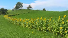 Ein blumige Zaun. (Bild: Peter Bumbacher, 29. August 2019, Menzingen)