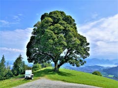 Die Wolken lichten sich und die Linde erstrahlt wunderbar im Sonnenlicht. (Bild: Urs Gutfleisch, 29. August 2019, Holderchäppeli)