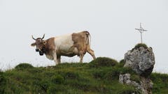 Eine Kuh präsentiert sich in voller Grösse und Pracht. (Bild: Franz Stalder, Musenalp, 3. August 2019)