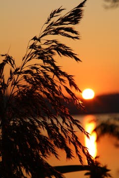 Niemand kann einen Sonnenuntergang besitzen, so beginnt ein Gedicht von Paulo Coelho, aber ein Jeder kann den Sonnenuntergang beobachten. (Bild: Irene Wanner, Sempach, 29. August 2019)