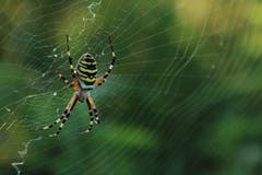 Tigerspinne auf den Lauer. (Bild: Irene wanner, Wauwiler Moos, 20. August 2019)