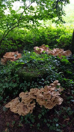 Im Horütiwald wimmelt es vor Riesenporlingen. (Bild: Anton Kaufmann)