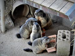 Für diese Murmeltiere ist es sehr wichtig: «Futtern bis es fast nicht mehr geht, weil die lange Winter-Ruhepause vor der Türe steht!» (Bild: Margrith Imhof-Röthlin, Klewenalp, 30. August 2019)
