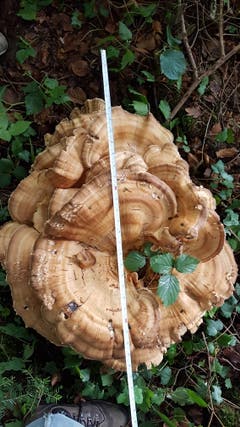 Der Riesenpilz hat einen Durchmesser von etwa 70 Zentimetern. (Bild: Anton Kaufmann)