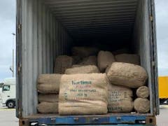 Die schädlichen aus Asien Käfer befanden sich in Jutesäcken voller Bindfäden aus Kokosfasern. (Bild: EZV)