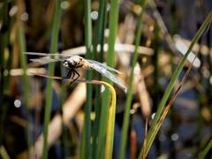 Eine filigrane Erscheinung. (Bild: Margrith Imhof-Röthlin, Seebodenalp, 4. August 2019)