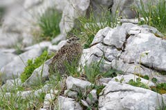 Ein junges Alpenschneehuhn. (Bild: Marianne Schmid, Schrattenfluh, 3. August 2019)
