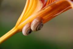 Zweisamkeit an Lilienblüte. (Bild: Beat Thalmann)