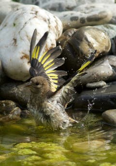 Distelfink beim erfrischenden Bad in Trogen. (Bild: Hans Aeschlimann)