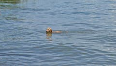 Pudelwohl im Bodensee. (Bild: Walter Schmidt)