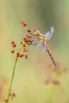 Eine Vierflecklibelle am frühen Morgen. (Bild: Franziska Hörler)