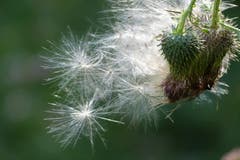 Distel-Samen, bereit zum Abflug. (Bild: Wolfgang Ponader)