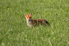 Der Fuchs mit skeptischem Blick in Herisau. (Bild: Luciano Pau)