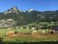 Sonntagmorgen auf der Weide. (Bild: Toni Sieber)