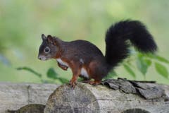 Das neugierige Eichhörnchen im Toggeburg. (Bild: Roland Miller)