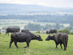 Mit den rund geschwungenen Hörnern sind die Tiere respekteinflössend. (Bild: KEYSTONE/URS FLUEELER)