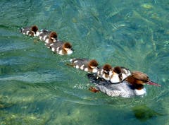 Gänsesäger beim Carl-Spitteler-Quai. (Bild: Walter Buholzer, 5. August 2019)