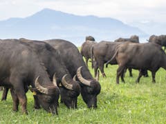Die Tiere fressen was rund um den Hof wächst und können auch gröbere Kräuter und Gewächse gut verwerten. (Bild: KEYSTONE/URS FLUEELER)