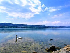 Der Schwan und die Ente geniessen das Sommerwetter auf dem Sempachersee. (Bild: Urs Gutfleisch, Sempach, 6. August 2019)