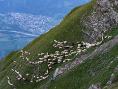 Die Schafherde auf dem Weg zu den Weiden im Fläschertal. (Bild: KEYSTONE/AP Keystone/GIAN EHRENZELLER)