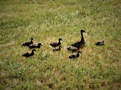 Nicht nur Schwimmen will gelernt sein, nein heute steht ein Landgang auf dem Trainingsprogramm. (Bild: Margrith Imhof-Röthlin, Seebodenalp, 4. August 2019)